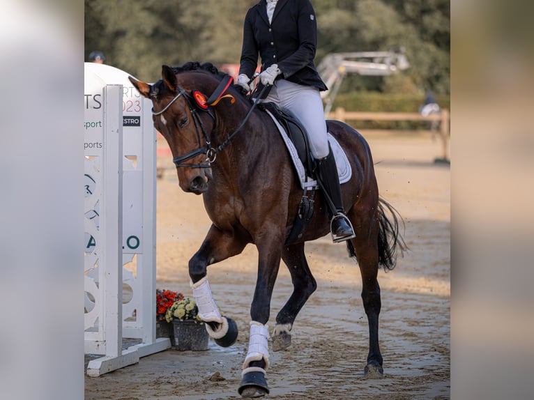 German Riding Horse Mare 7 years 16,2 hh Bay-Dark in B&#xF6;nen