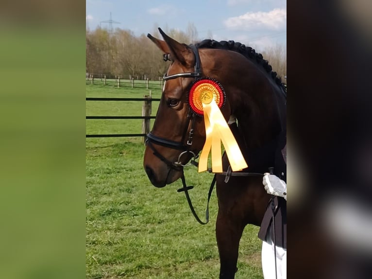 German Riding Horse Mare 7 years 16,2 hh Bay-Dark in B&#xF6;nen