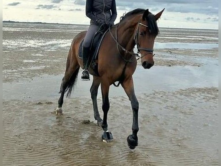 German Riding Horse Mare 7 years 16,2 hh Bay-Dark in B&#xF6;nen