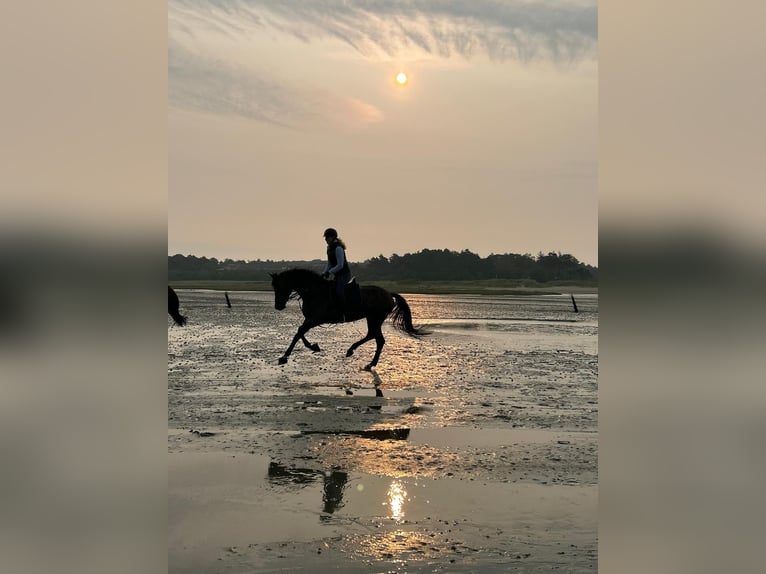 German Riding Horse Mare 7 years 16,2 hh Bay-Dark in B&#xF6;nen
