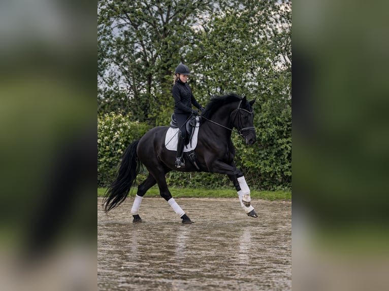 German Riding Horse Mare 7 years 16,2 hh Black in Herten