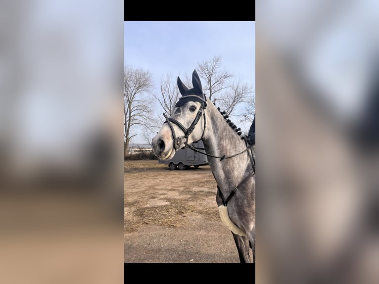 German Riding Horse Mare 7 years 16,2 hh Grey in Eckolstädt