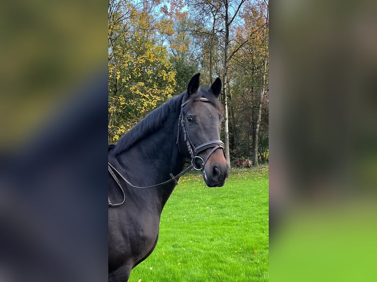 German Riding Horse Mare 7 years 16,2 hh Smoky-Black in Ratingen German Riding Horse Mare 7 years 16,2 hh Smoky-Black in Ratingen