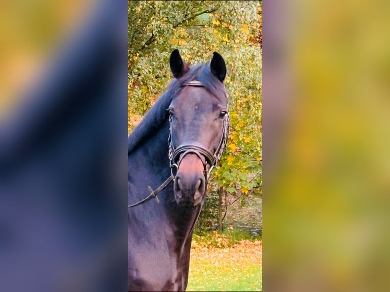 German Riding Horse Mare 7 years 16,2 hh Smoky-Black in Ratingen German Riding Horse Mare 7 years 16,2 hh Smoky-Black in Ratingen