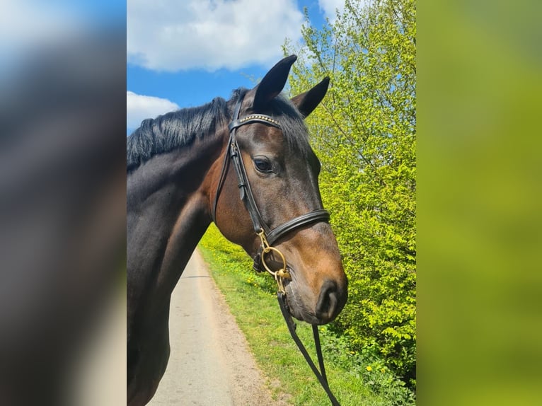 German Riding Horse Mare 7 years 16,2 hh Smoky-Black in Ratingen German Riding Horse Mare 7 years 16,2 hh Smoky-Black in Ratingen