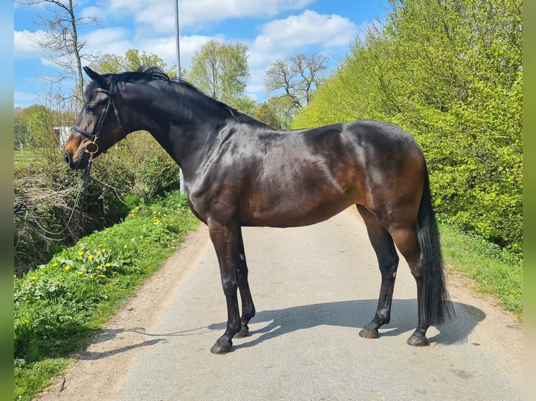 German Riding Horse Mare 7 years 16,2 hh Smoky-Black in Ratingen German Riding Horse Mare 7 years 16,2 hh Smoky-Black in Ratingen