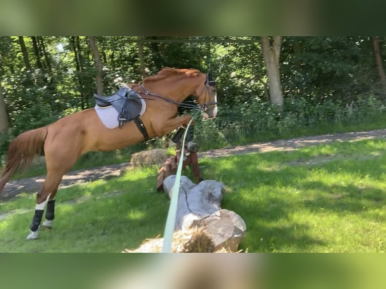 German Riding Horse Mare 7 years 17,1 hh Chestnut-Red in Wobbenbüll