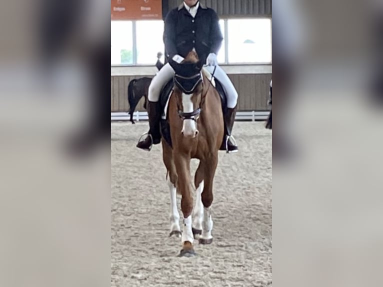 German Riding Horse Mare 7 years 17,1 hh Chestnut-Red in Wobbenbüll