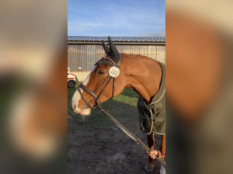 German Riding Horse Mare 7 years 17,1 hh Chestnut-Red in Wobbenbüll