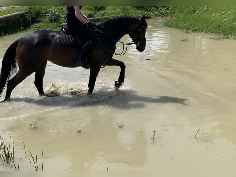 German Riding Horse Mare 7 years 17 hh Bay-Dark in Rot an der Rot