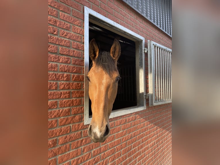 German Riding Horse Mare 7 years 17 hh Brown in Gronau (Westfalen)