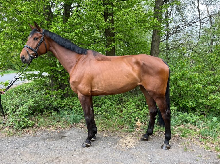 German Riding Horse Mare 7 years 17 hh Brown in Overath