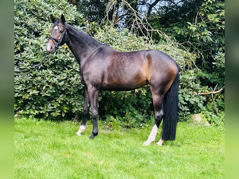 German Riding Horse Mare 7 years 17 hh Smoky-Black in Melle