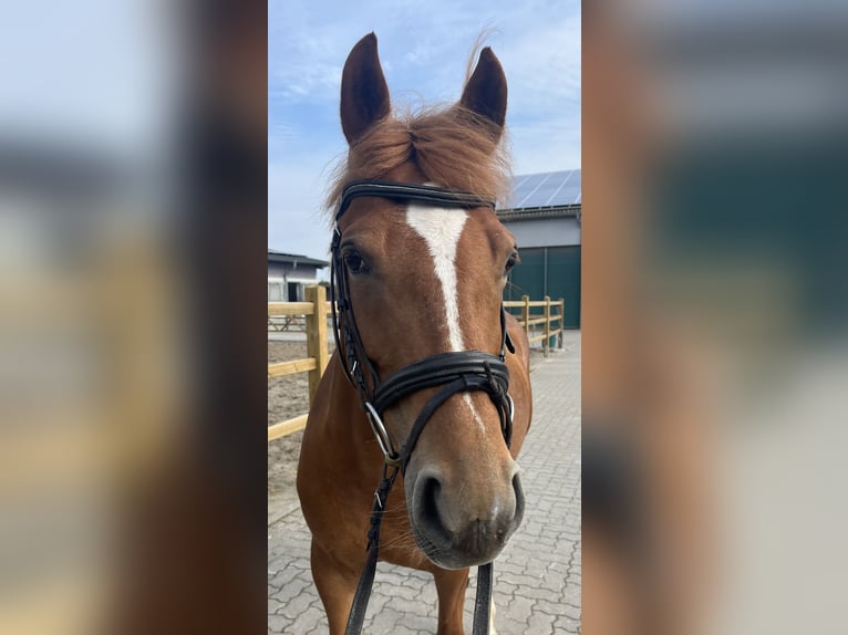 German Riding Horse Mare 8 years 14,1 hh Chestnut-Red in Fehmarn