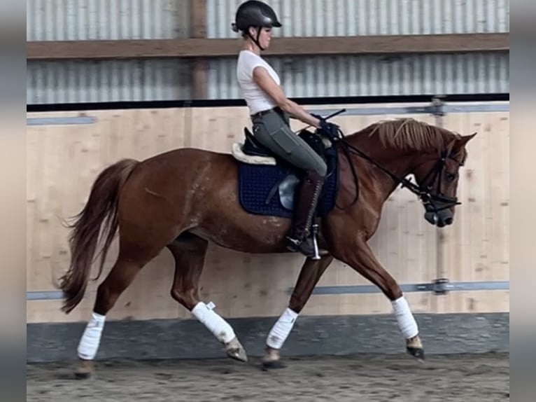 German Riding Horse Mare 8 years 14,1 hh Chestnut-Red in Fehmarn