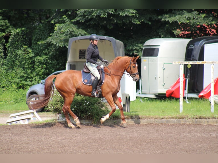 German Riding Horse Mare 8 years 15.1 hh Chestnut-Red in Großharrie