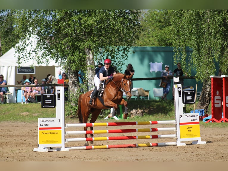 German Riding Horse Mare 8 years 15.1 hh Chestnut-Red in Großharrie