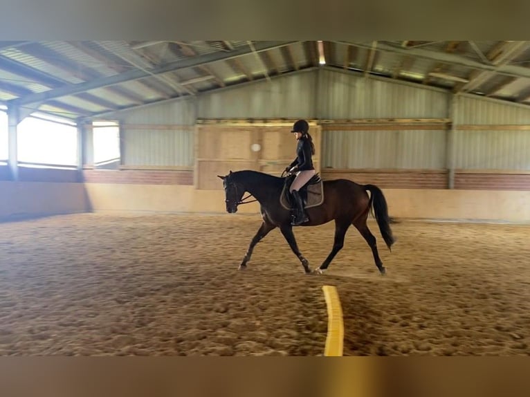 German Riding Horse Mare 8 years 15,2 hh Brown in Obernkirchen