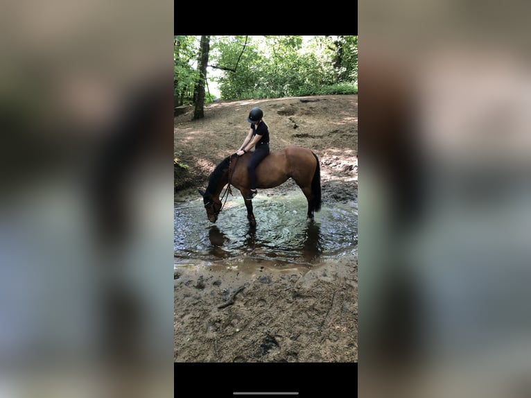 German Riding Horse Mare 8 years 15,2 hh Brown in Bottrop