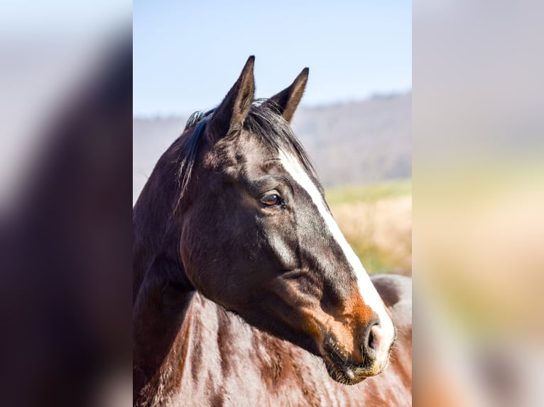 German Riding Horse Mare 8 years 16 hh Bay-Dark in Göttingen