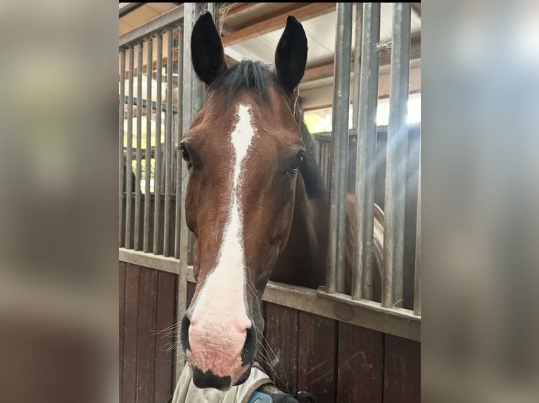 German Riding Horse Mare 8 years 16 hh Brown in Schenefeld