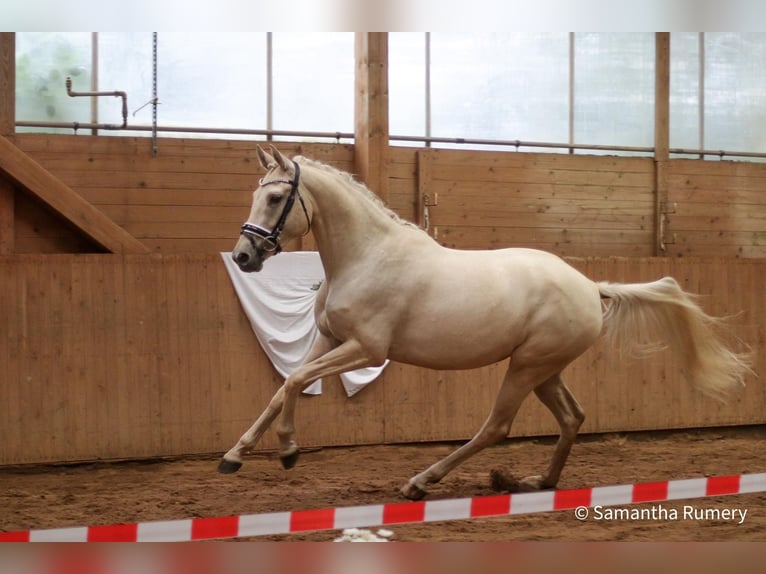 German Riding Horse Mare 8 years 16 hh Palomino in Heistenbach
