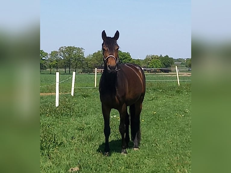 German Riding Horse Mare 8 years 16,2 hh Bay-Dark in Rhede