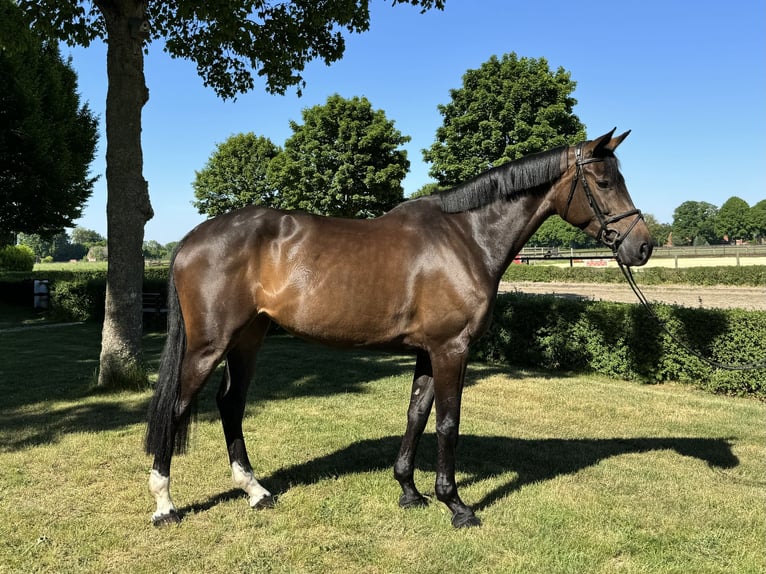 German Riding Horse Mare 8 years 16,2 hh Brown in Warendorf