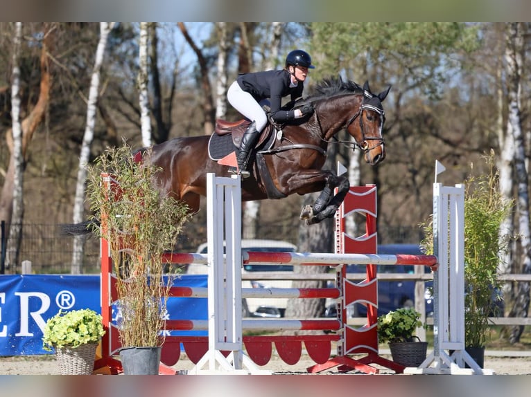 German Riding Horse Mare 8 years 16,3 hh Bay-Dark in Garstedt