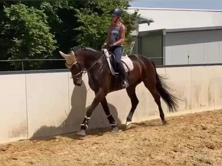 German Riding Horse Mare 8 years 17 hh Bay-Dark in Bayern - Zusmarshausen