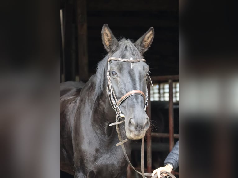German Riding Horse Mix Mare 9 years 14.3 hh Brown in Nettetal