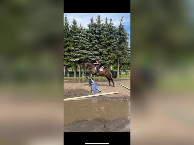 German Riding Horse Mare 9 years 15.2 hh Brown in Winnigstedt