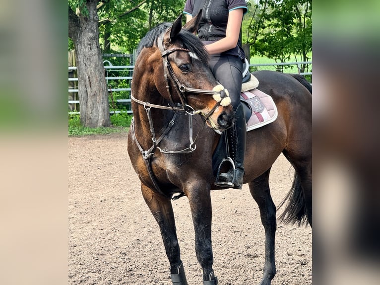 German Riding Horse Mare 9 years 15.2 hh Brown in Winnigstedt