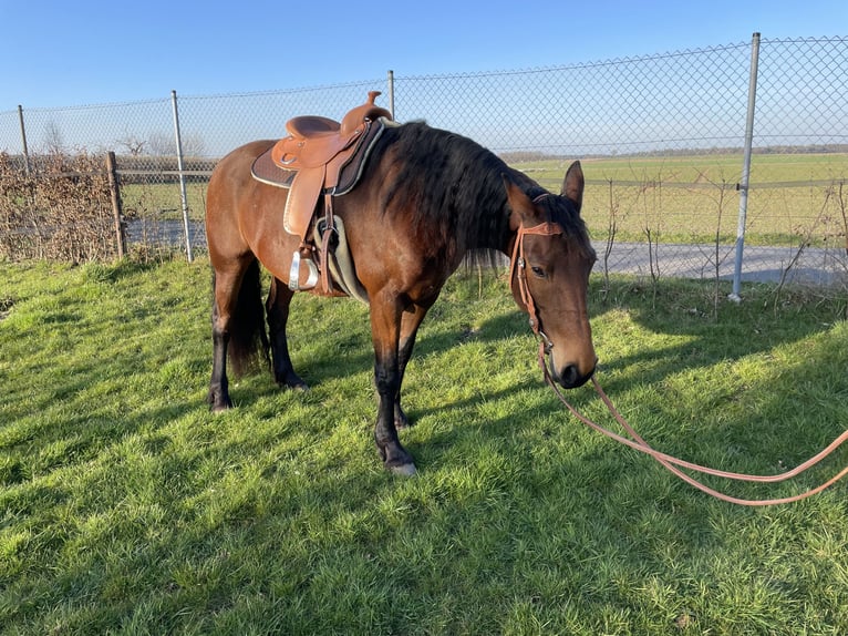 German Riding Horse Mix Mare 9 years 15,2 hh Brown in Waldfeucht