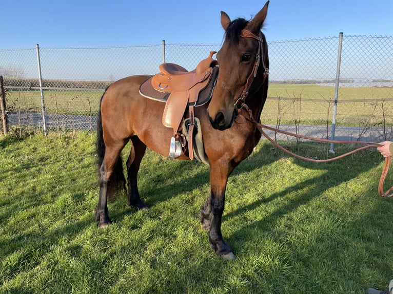 German Riding Horse Mix Mare 9 years 15,2 hh Brown in Waldfeucht