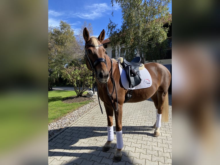 German Riding Horse Mare 9 years 15,2 hh Chestnut in Feldkirchen-Westerham