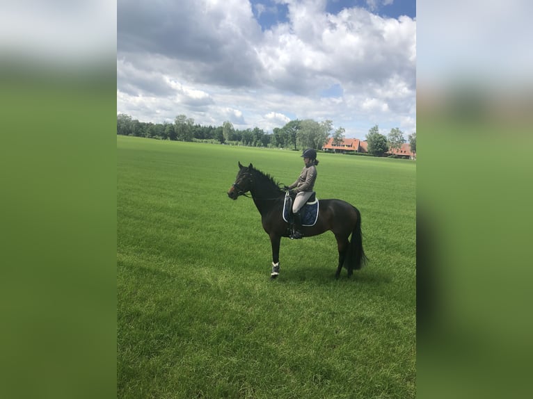 German Riding Horse Mare 9 years 15.3 hh Bay-Dark in Vechta