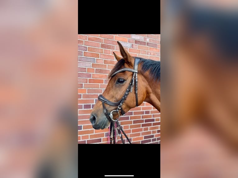 German Riding Horse Mare 9 years 15,3 hh Brown in Huglfing