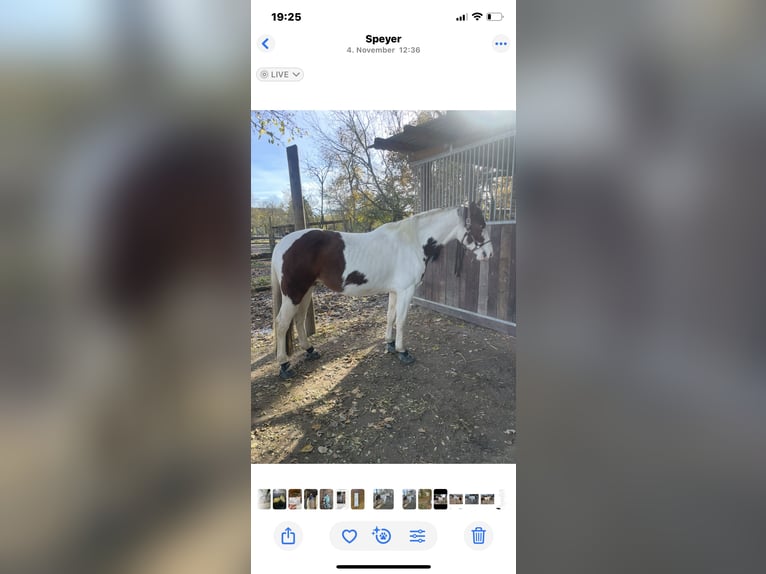 German Riding Horse Mare 9 years 15,1 hh Pinto in Speyer