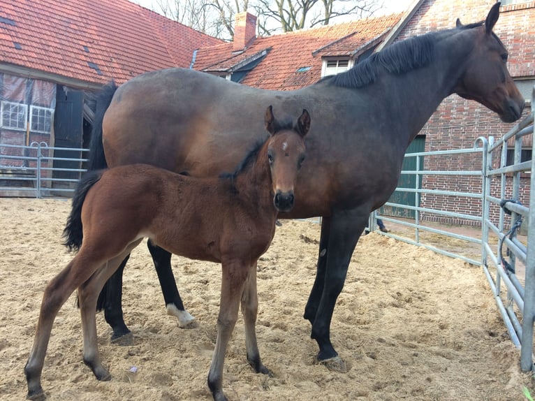 German Riding Horse Mare 9 years 15,3 hh Bay-Dark in Vechta