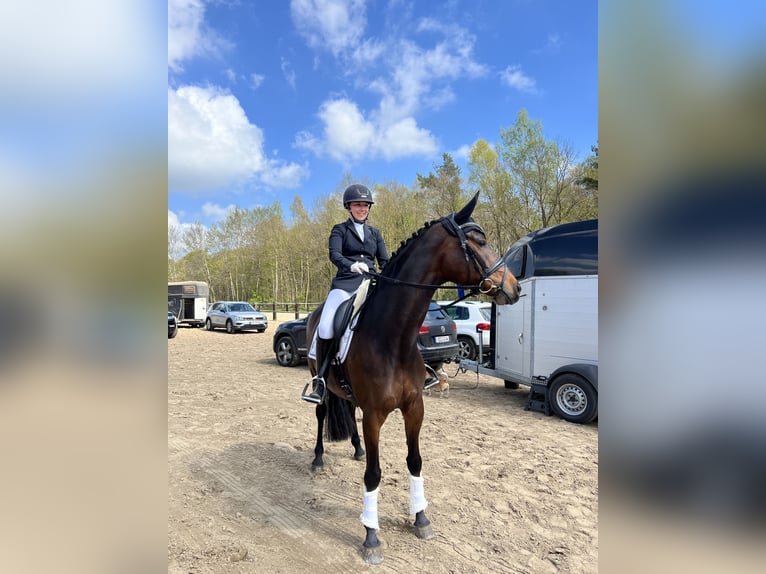German Riding Horse Mare 9 years 15,3 hh Bay-Dark in Vechta