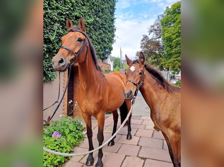 German Riding Horse Mare 9 years 16,1 hh Brown in Beverungen