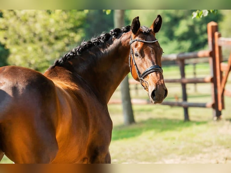 German Riding Horse Mare 9 years 16.1 hh Brown in Sankt Vith