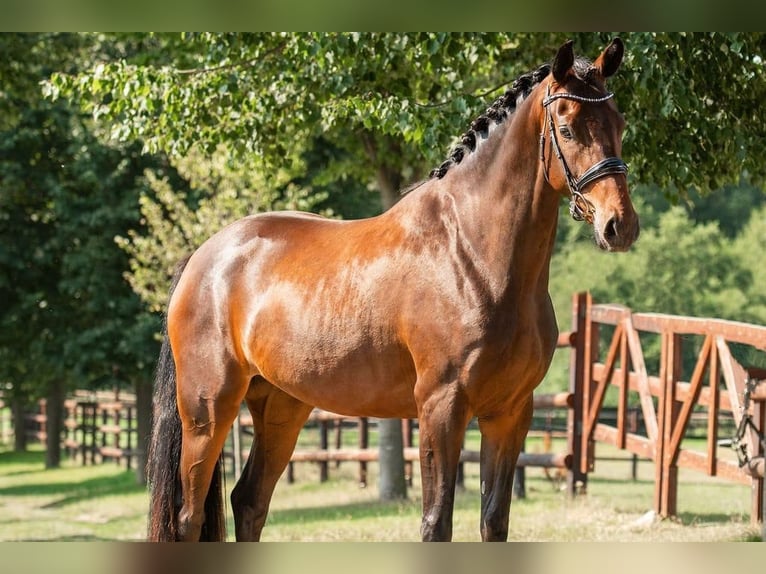 German Riding Horse Mare 9 years 16.1 hh Brown in Sankt Vith