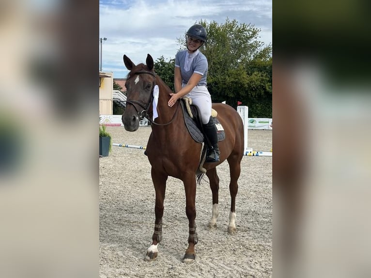 German Riding Horse Mare 9 years 16.1 hh Chestnut-Red in Mörlenbach