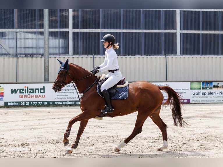 German Riding Horse Mare 9 years 16.1 hh Chestnut-Red in Mörlenbach