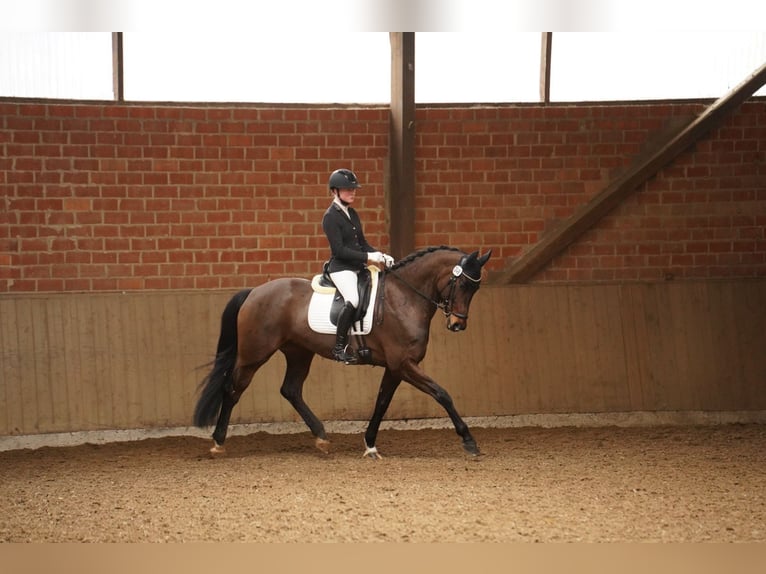 German Riding Horse Mare 9 years 16,2 hh Bay-Dark in Dorsten