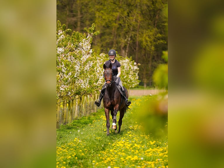 German Riding Horse Mare 9 years 16,2 hh Bay-Dark in Dorsten