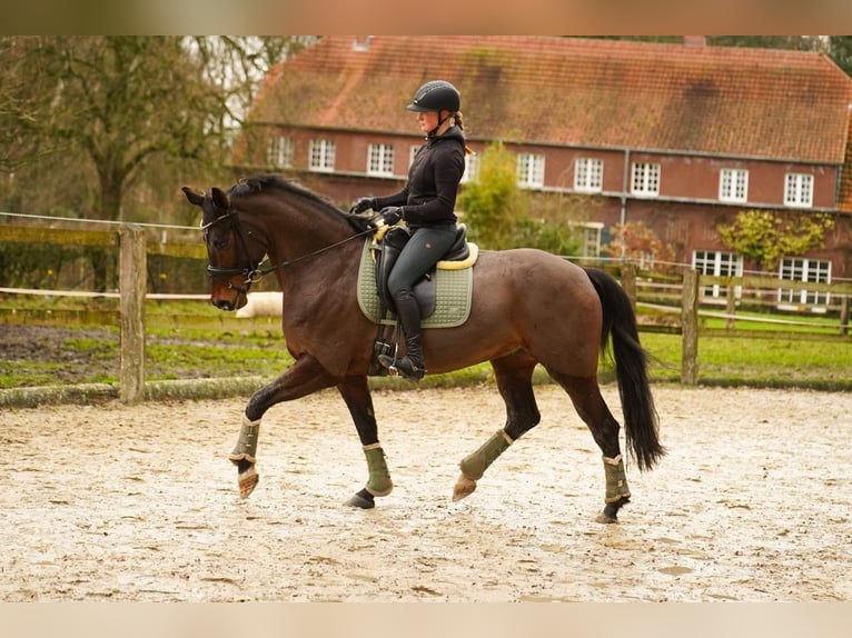 German Riding Horse Mare 9 years 16,2 hh Bay-Dark in Dorsten