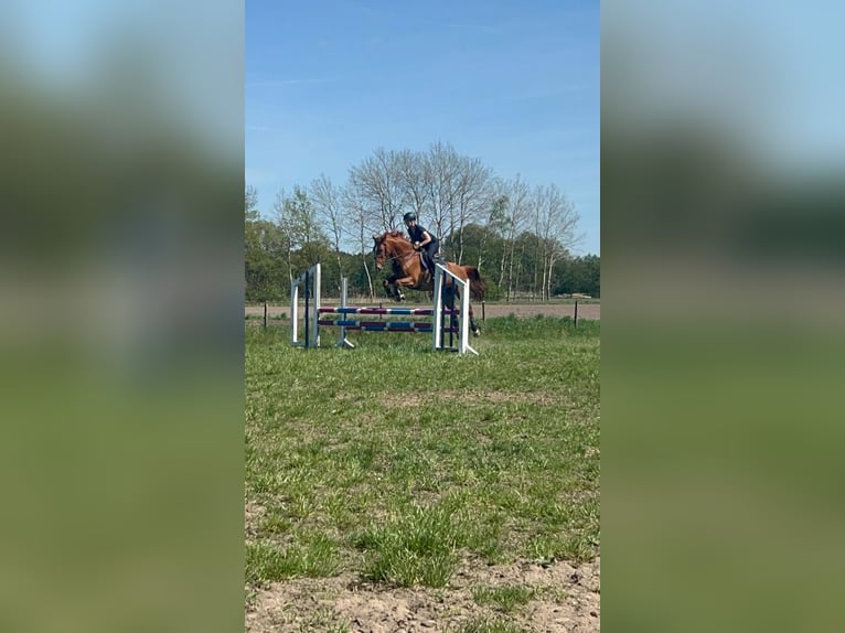 German Riding Horse Mare 9 years 16.3 hh Chestnut-Red in Lemgow
